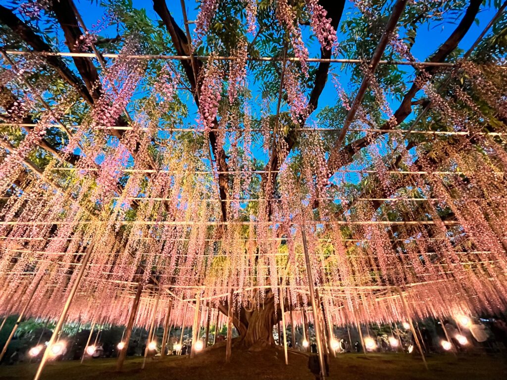 Colorful garden with beautiful wisteria flowers in full bloom